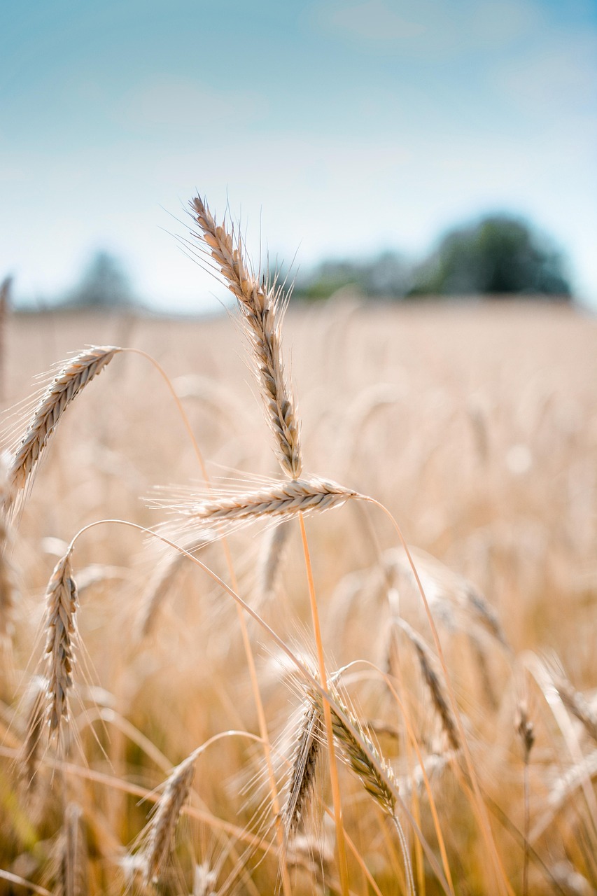 wheat, crop, field, barley, cereal grains, nature, farm, plants, agriculture, countryside, rural, summer, closeup